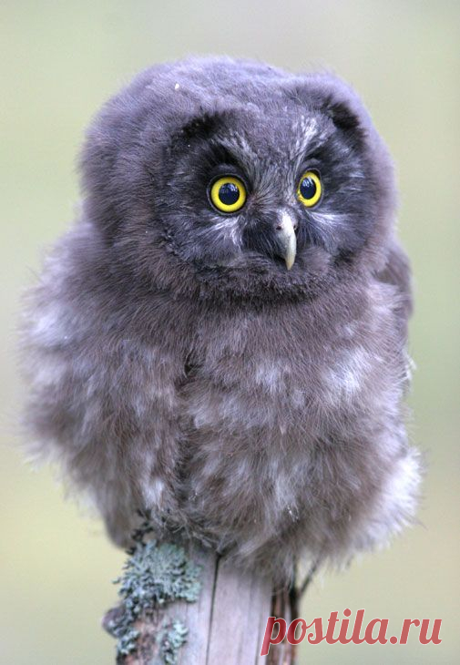 Baby Tengmalm’s owl | Семейство совиных