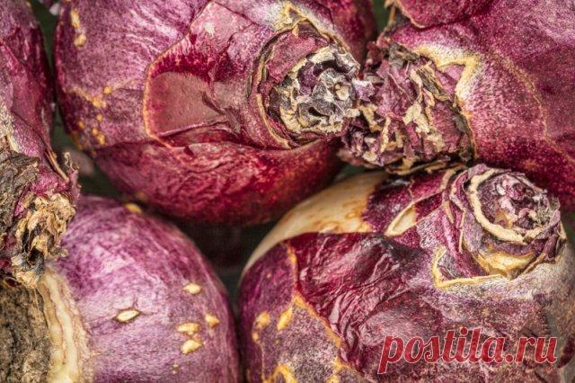 Когда выкапывать и как сохранить луковицы тюльпанов, гиацинтов, нарциссов, крокусов | Тюльпаны, Нарциссы (Огород.ru)