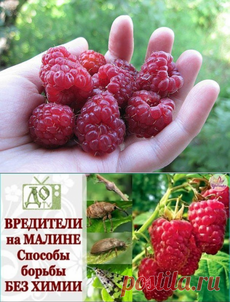 (2) Одноклассники