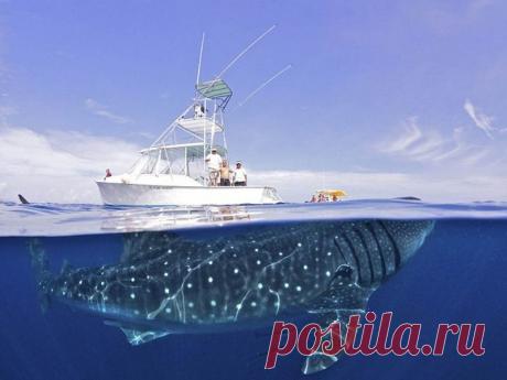 10 уникальных полуподводных фотографий « Don't Panic. Man Survival Magazine