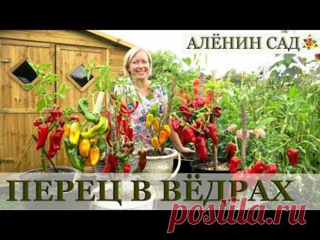 Чудо как хорош! / Выращивание перца в ведрах / Огород в контейнерах - YouTube