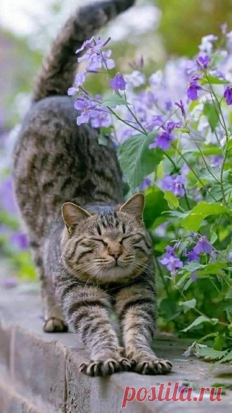 Пин на доске ぬこ様