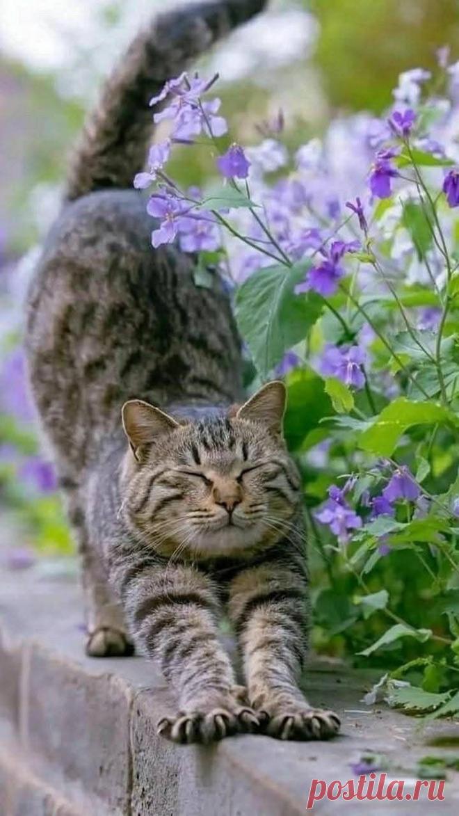 Пин на доске ぬこ様