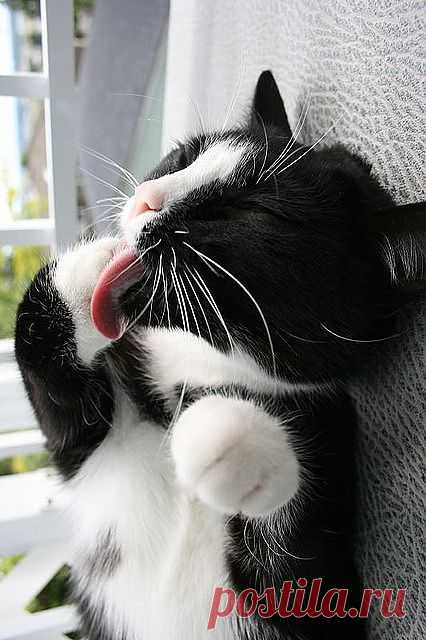 Kitty