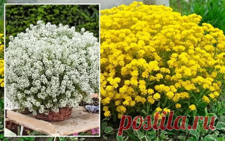 Алиссум - выращивание из семян, и уход в открытом грунте