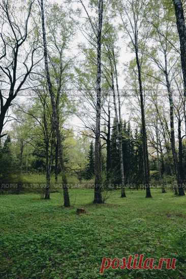 Trees growing in forest park in spring gloomy day. Nature background. Стоковое фото, фотограф Ilaronsia / Фотобанк Лори