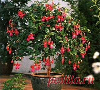 Секреты формирования фуксии