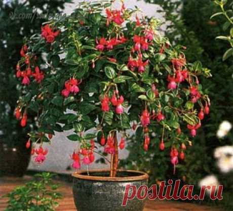 Секреты формирования фуксии