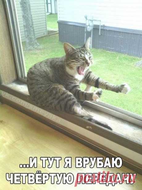 КОТ  ШУМАХЕР