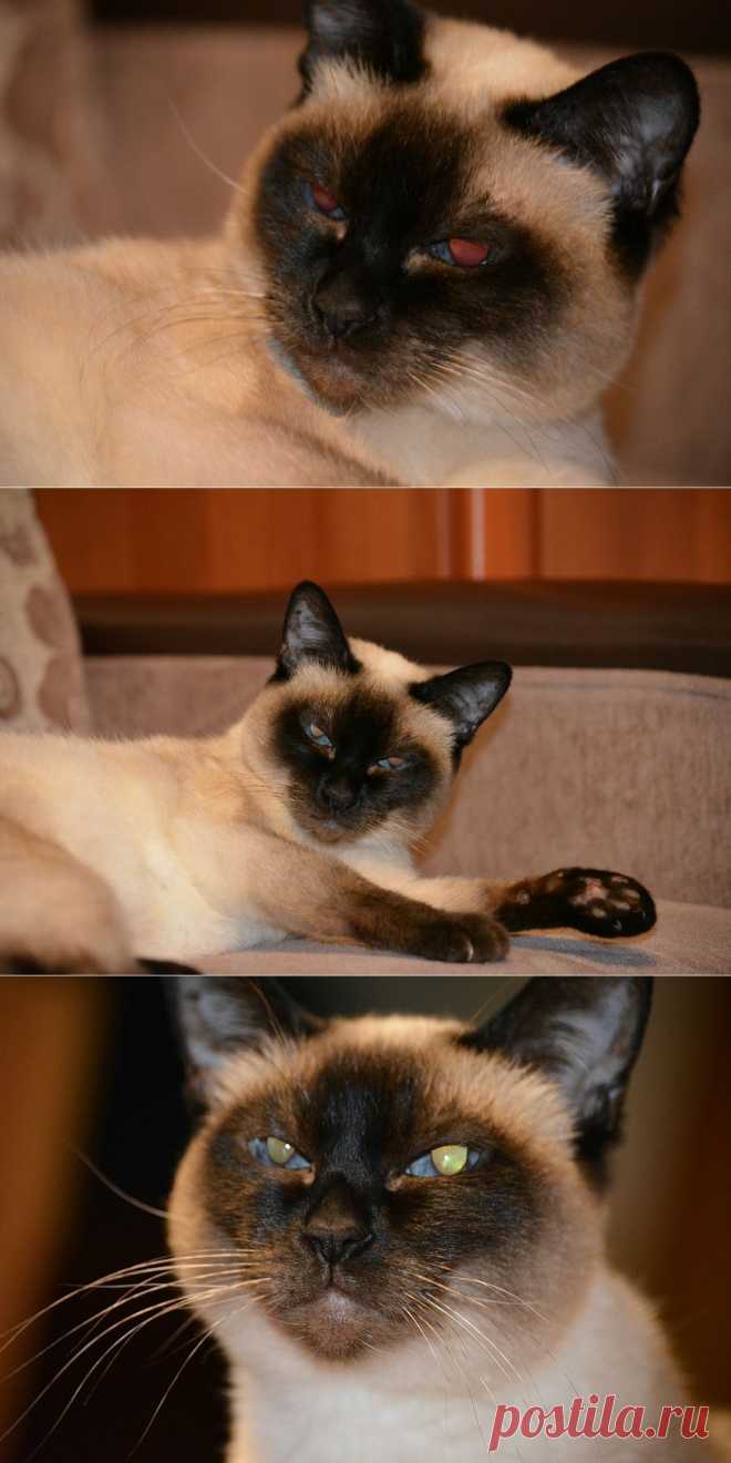 Яндекс.Фотки