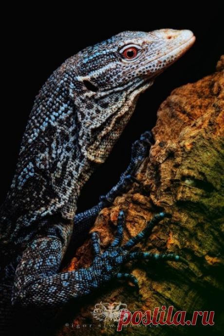 Obsession, ronbeckdesigns: Indonesian blue tree monitor...