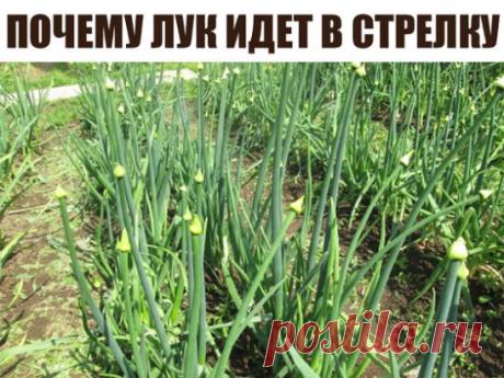 ПОЧЕМУ ЛУК ИДЕТ В СТРЕЛКУ: ПРИЧИНЫ И РЕШЕНИЯ ПРОБЛЕМЫ.
Специалисты выделяют ряд причин, способствующих появлению стрелок у лука.
Это, в первую очередь, большой диаметр луковицы (более трех сантиметров).
Сюда относятся и плохие условия хранения (влажность, резкие колебания температур).
Еще одной причиной является преждевременное высаживание лука, т.к. земля еще холодная. 
Хранение лука
Овощеводы обычно используют два популярных способа хранения лука. Первый — при котором температура воздуха дол
