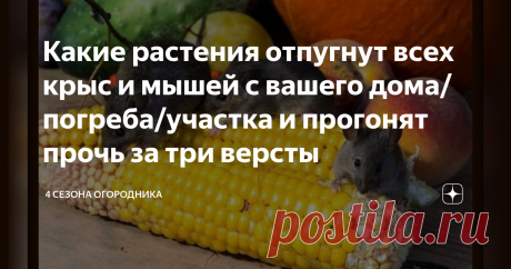 Какие растения отпугнут всех крыс и мышей с вашего дома/погреба/участка и прогонят прочь за три версты Первая встреча с садом не всегда бывает радостной. Больно видеть, что кора у молодых яблонь погрызена мышами, от пионов осталась лишь половина побегов, поедена картошка, оставленная для посадки и крупа на полках. Следы ненасытных грызунов на мебели и любимым книгах довершают унылую картинку. Сад и дача. Полезные советы огородникам. Как избавиться от крыс и мышей на участке.