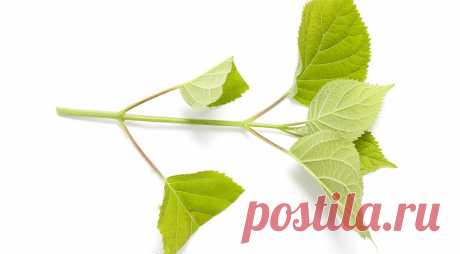 Черенкование садовых растений: как легко и просто размножить цветы и кустарники на Supersadovnik.ru