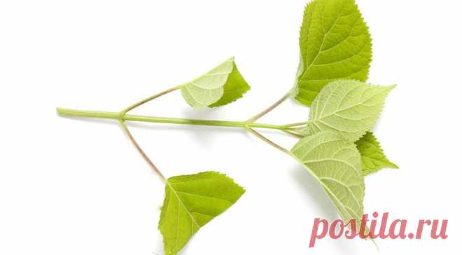 Черенкование садовых растений: как легко и просто размножить цветы и кустарники на Supersadovnik.ru