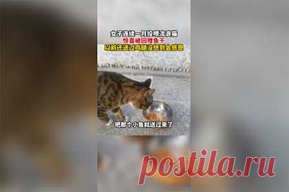 Бездомный котенок подарил женщине и ее сестре рыбу и куриную ножку. Жительница Китая и ее семья начали подкармливать бездомного котенка. Через некоторое время женщина обнаружила животное перед своим домом. Во рту котенок держал маленькую рыбу. Женщина предложила котенку съесть рыбу, но тот проигнорировал ее и направился к миске с едой. Женщина поняла, что животное сделало ей подарок.