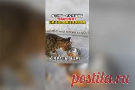 Бездомный котенок подарил женщине и ее сестре рыбу и куриную ножку. Жительница Китая и ее семья начали подкармливать бездомного котенка. Через некоторое время женщина обнаружила животное перед своим домом. Во рту котенок держал маленькую рыбу. Женщина предложила котенку съесть рыбу, но тот проигнорировал ее и направился к миске с едой. Женщина поняла, что животное сделало ей подарок.