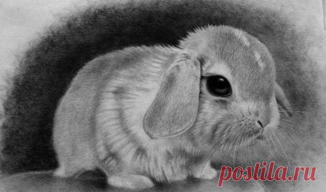 Картинки животных карандашом (37 фото) ⭐ Забавник
