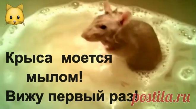 Как моется крыса? Стоит посмотреть это видео.  — Смотреть в Эфире Как моется крыса? Стоит посмотреть это видео. Оказывается, что крысы очень чистоплотны. Как тщательно они моют свою шкурку.

крыса моется,нутрия моет…