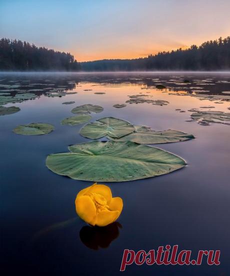 Кубышка на Морозовских озерах, Ленинградская область. Фотограф – Федор Лашков: nat-geo.ru/photo/user/27510/