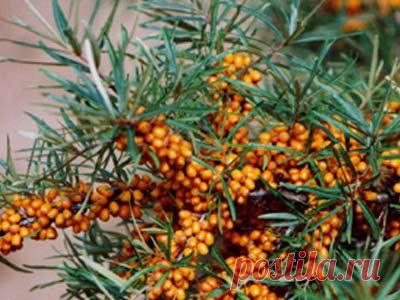 Облепиха - свойства, рецепты, лечение - Комнатные растения, уход, энциклопедия растений, домашние цветы, фото, названия