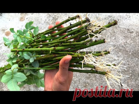 Размножение розовых веток на песке | Как сажать многокорневые розы