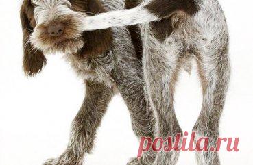 Уход за параанальными железами у собак, заболевания и профилактика недуг