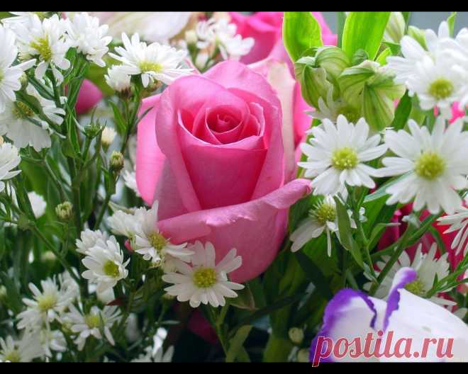 Flowers Wallpapers : Pink Rose #1181 1280x1024 pixel Exotic Wallpaper @ Cuzzsoft