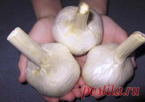Рокамболь