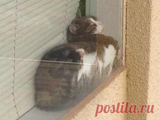 Иногда я просто завидую беззаботности и обмяклости котов