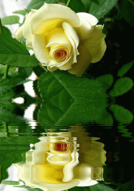 The Fatal Gift of Beauty | Roses