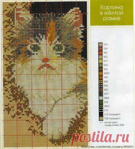 Котик.