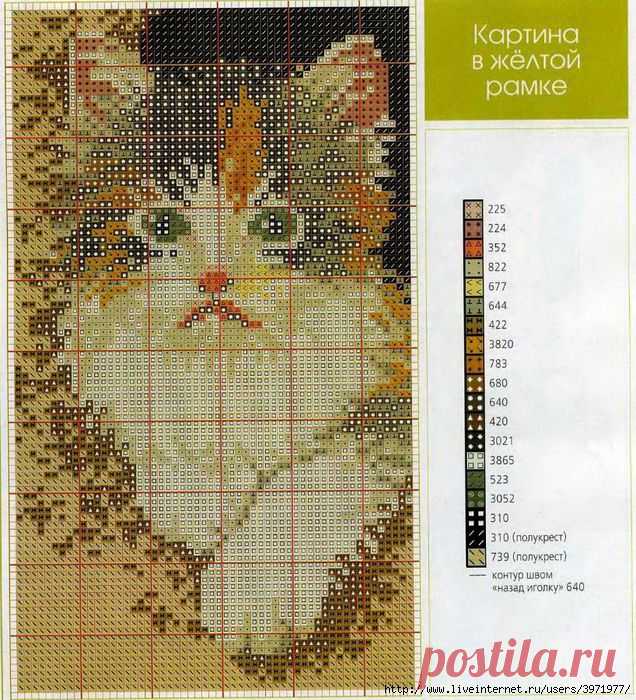 Котик.