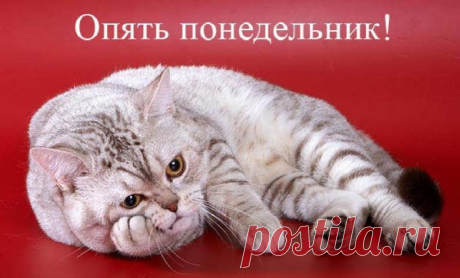 Понедельник в квадрате / Приколы