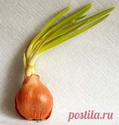 ПОЛЕЗНЫЕ СОВЕТЫ