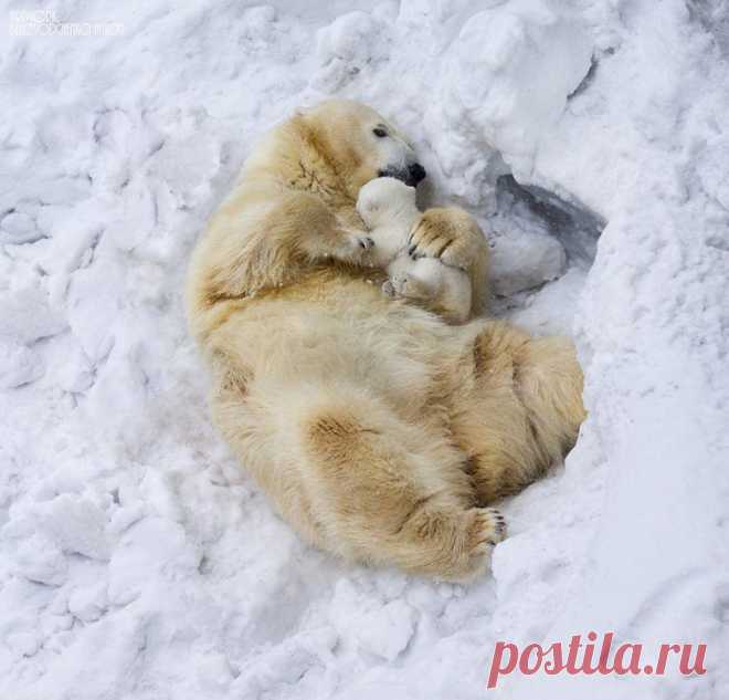 Животная любовь / Всё самое лучшее из интернета