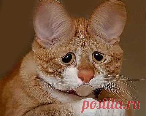 (52) Одноклассники