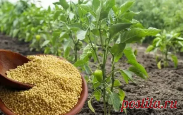 Зачем я пшеном посыпаю грядки с овощами? Такого эффекта я не ожидала | Галина Евралгинова | Дзен