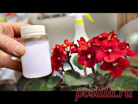 Всю весну будут цвести как заведенные! Подкормка из АПТЕКИ весной для домашних растений глюкозой!