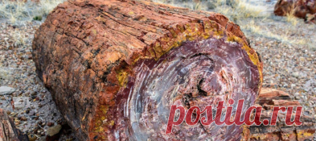 «Нет таких мраморов и малахитов, которые могли бы соперничать по красоте с отполированным окаменевшим деревом». Посмотрите и убедитесь сами.