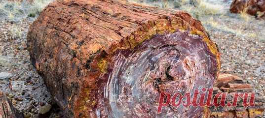 «Нет таких мраморов и малахитов, которые могли бы соперничать по красоте с отполированным окаменевшим деревом». Посмотрите и убедитесь сами.