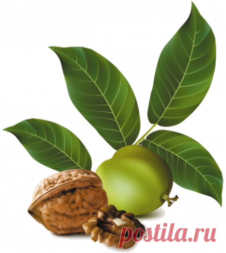 Целебный орех