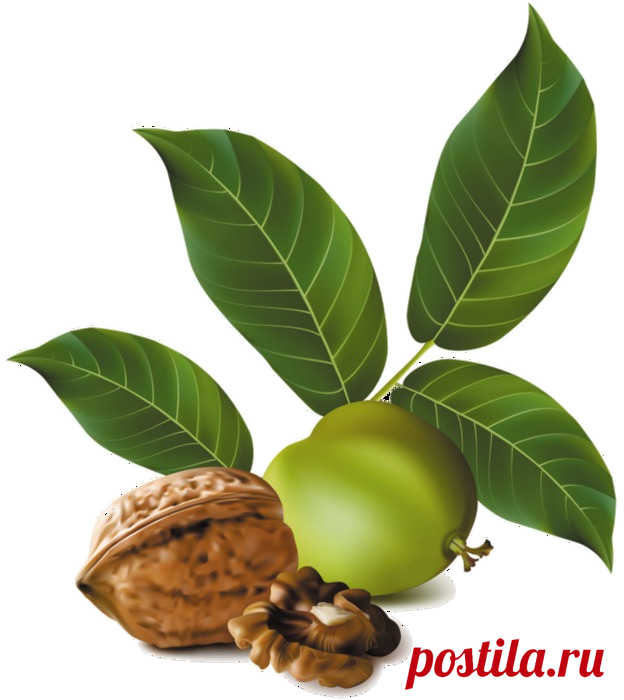 Целебный орех
