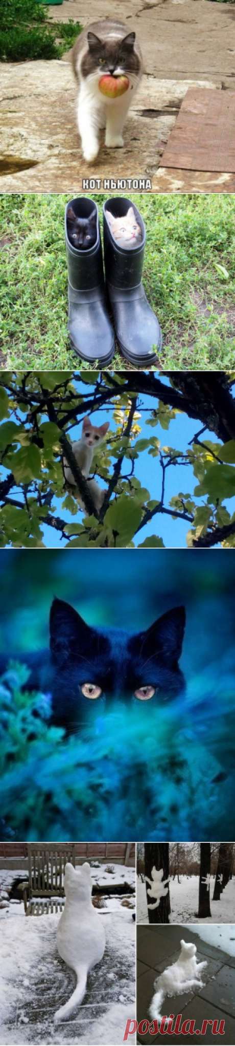 Коты ученых...) » Смешные Анекдоты Истории Цитаты Афоризмы Стишки Картинки прикольные Игры