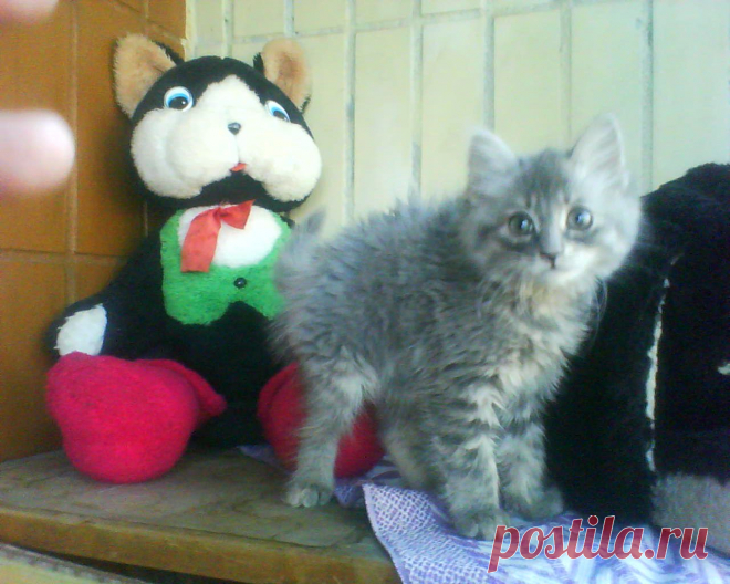 Любимая детская игрушка Жужи  -Кот в сопогах!