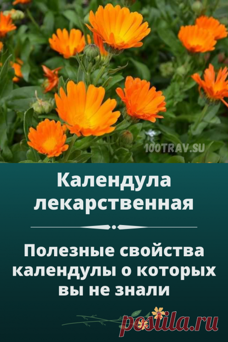 В практической медицине настои и настойку календулы используют для лечения гастрита, язвенной болезни желудка и двенадцатиперстной кишки, печени и желчных путей, при заболеваниях сердца, сопровождающихся нарушением ритма, гипертонической болезни и в климактерический период.