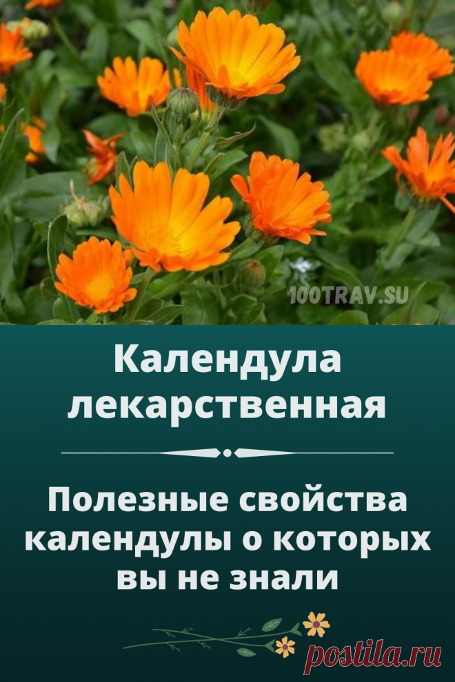 В практической медицине настои и настойку календулы используют для лечения гастрита, язвенной болезни желудка и двенадцатиперстной кишки, печени и желчных путей, при заболеваниях сердца, сопровождающихся нарушением ритма, гипертонической болезни и в климактерический период.