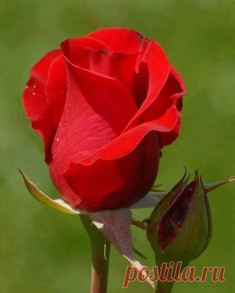 (11) Pinterest