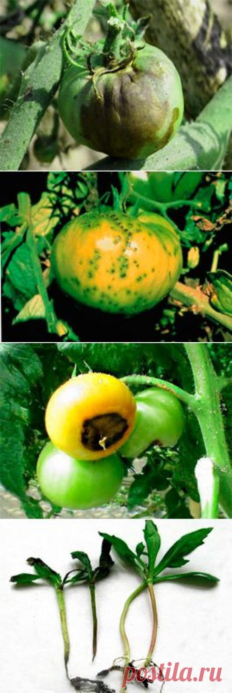 Болезни томатов и их лечение