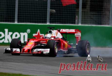 Драма на Гран При Канады: Себастьян Феттель и глупые чайки | Autosport.com.ru